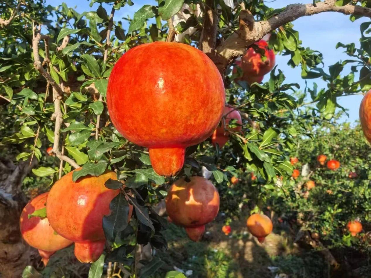 一颗石榴的“升值记”