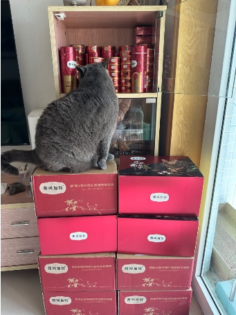 为什么越来越多精致养猫家庭选择弗列加特？