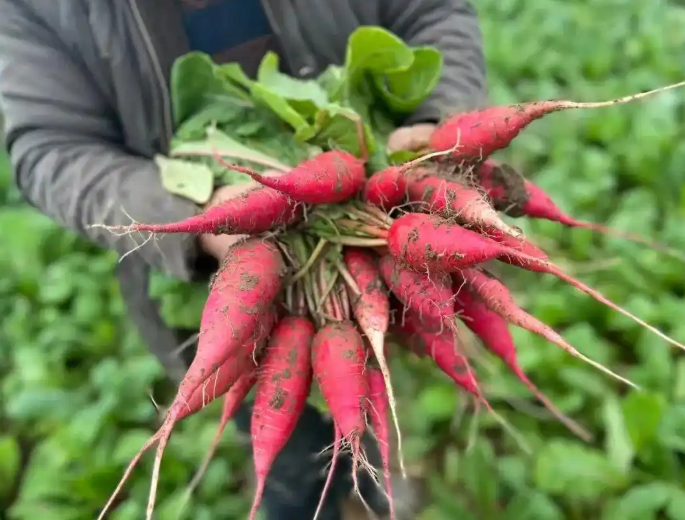 成县水萝卜：早春“金疙瘩” 串起乡村振兴致富路