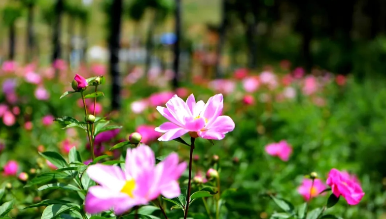 南召：特色农业推进产业兴旺 农民增收